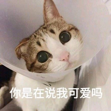 一组超级萌的猫咪萌宠表情包-萌图百科