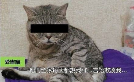 受害猫表情包：如果猫会说话-萌图百科