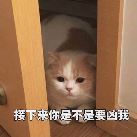 一只超可爱的小猫咪表情包-壁次元