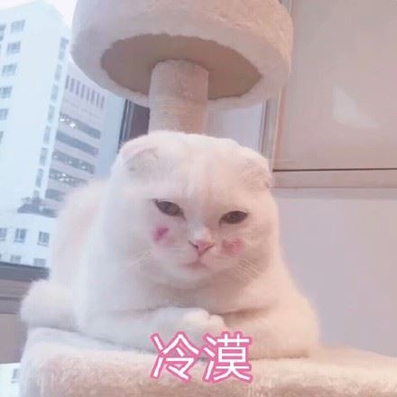 一组超级软萌的猫咪表情包-壁次元