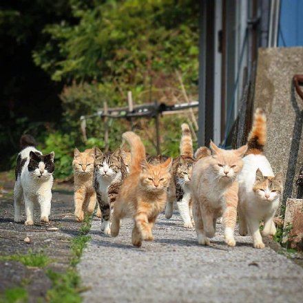 霸气测漏的群猫表情包-萌图百科