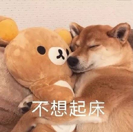 柴犬被窝表情包-壁次元