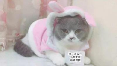 一套可爱实用的猫咪表情包-萌图百科
