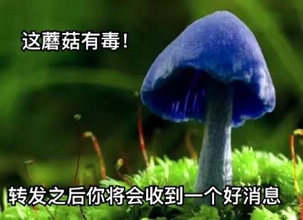 不管了这有毒，得转 ​-壁次元