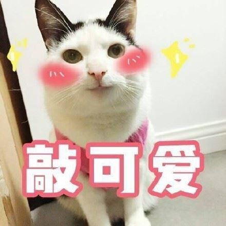 猫咪萌萌表情包-萌图百科