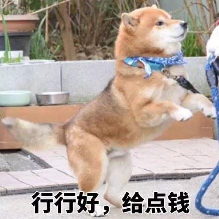 一波柴犬斗图表情包-萌图百科