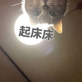 猫咪喊起床表情包-萌图百科