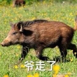 野猪表情包系列-萌图百科