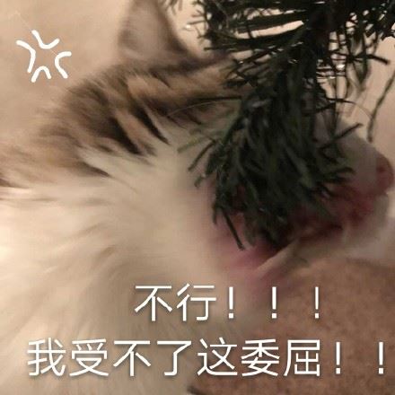 都是猫咪表情包-萌图百科