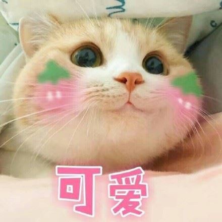 一波可爱猫星人表情包-壁次元