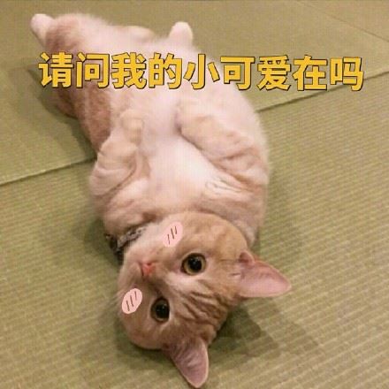 一只小橘猫的表情包-萌图百科