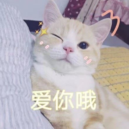 一组萌萌的猫咪表情包-萌图百科