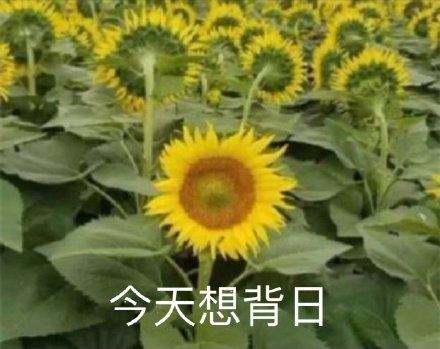 近期斗图表情包精选-2019/7/8-壁次元