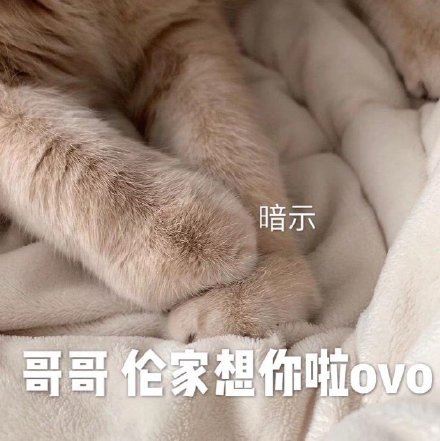 今日份猫猫表情包-萌图百科