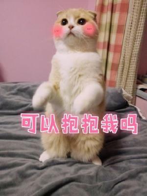 一只可爱猫咪表情包-萌图百科