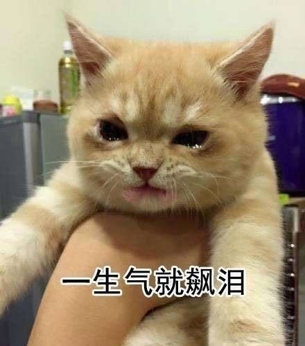 一生气就飚泪的猫咪-萌图百科