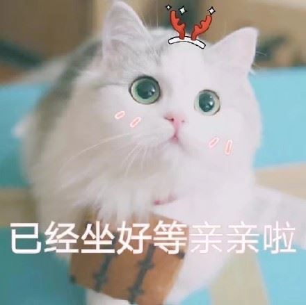 撒娇专用猫咪表情包-壁次元