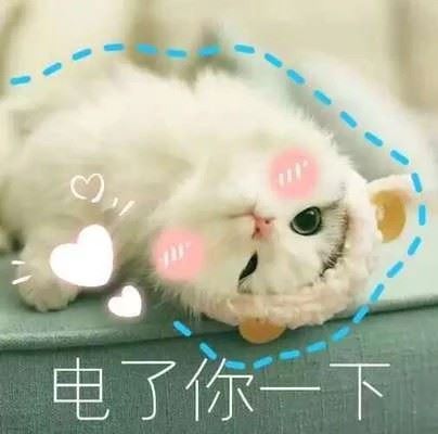 软萌猫咪表情包-萌图百科