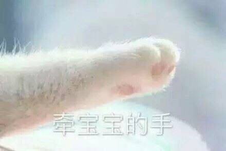 猫爪牵手表情包-萌图百科