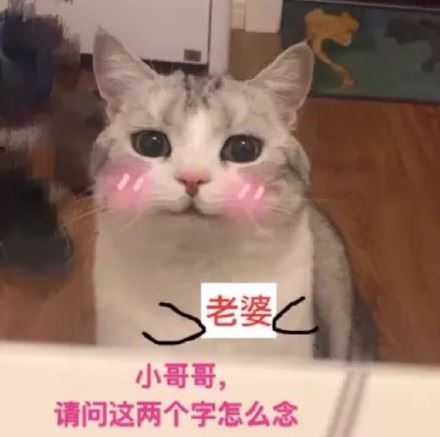 一波萌猫表情包，日常吸猫任务达成-萌图百科