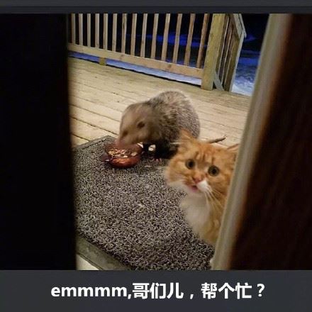 橘猫被竹鼠抢食系列-壁次元