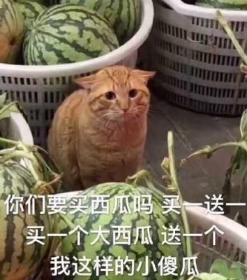 近期斗图表情包精选-2019/6/17-萌图百科