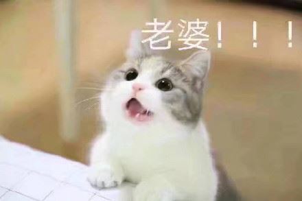 猫咪宠妻表情包系列-萌图百科