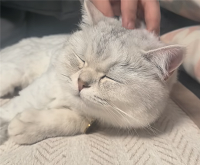 猫咪16楼掉落竟毫发无伤 网友：只剩8条命了-萌图百科