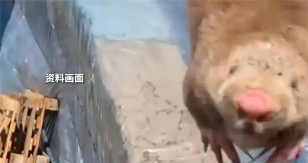 夫妻抓住偷柑橘的竹鼠烤来吃确诊肺炎 医生：这种菌太危险-萌图百科