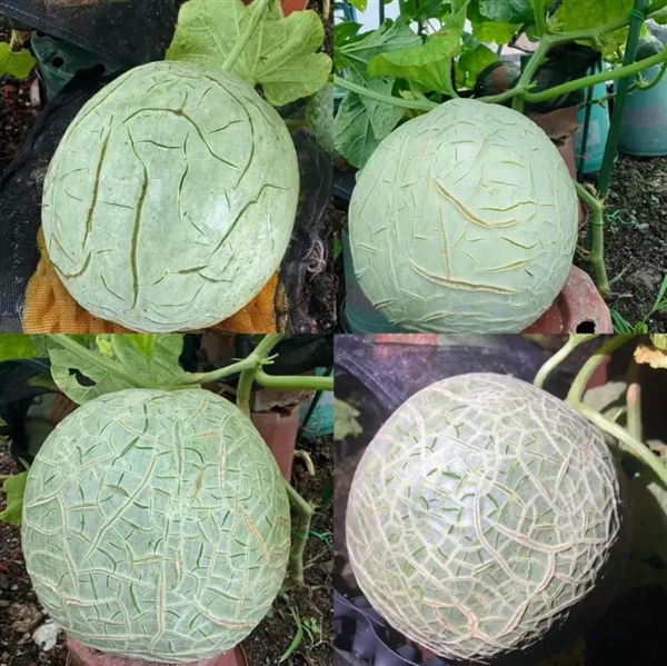 哈密瓜居然有肥胖纹！第一次和水果共情了-萌图百科