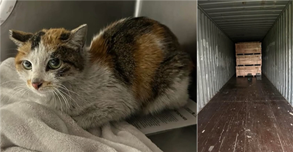 中国三花猫“偷渡”美国：无食无水生存三周