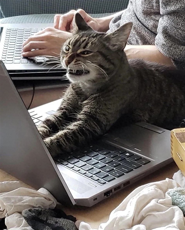宠物猫误发离职邮件：重庆女子工作丢了 年终奖泡汤了-萌图百科