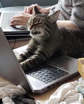 宠物猫误发离职邮件：重庆女子工作丢了 年终奖泡汤了-萌图百科