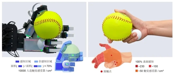 我国仿生手新突破：首次实现类人水平的自适应抓取-萌图百科