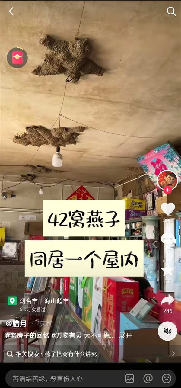 一商店20多年共来了42窝燕子筑巢：店主直呼不可思议