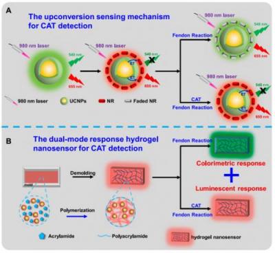 淮北师大学生团队研发新型水凝胶传感器 实现血清中过氧化氢酶高灵敏检测-萌图百科