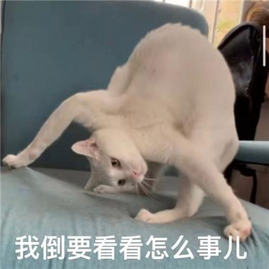 图片[6]-被骂到改名的《捞女游戏》，到底戳中了谁的痛处？-萌图百科