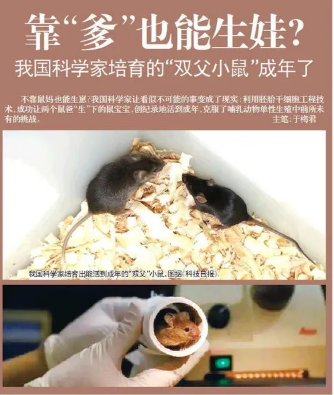 无母基因！双爸爸小鼠创纪录有后代了 或将影响人类繁殖-萌图百科