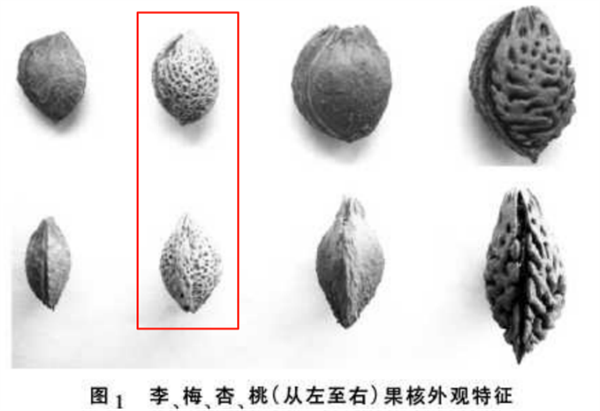 这种果子酸得发牙 却是夏天开胃解渴的宝藏食物！你吃对了吗-萌图百科