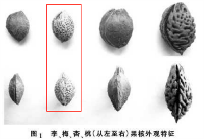 这种果子酸得发牙 却是夏天开胃解渴的宝藏食物！你吃对了吗-萌图百科