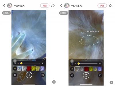 网友发现iPhone能检查虫子 苹果回应：放大器无此功能-萌图百科