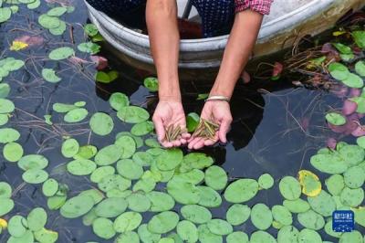 这种长在水里的菜：能“鲜掉”你的舌头！-萌图百科