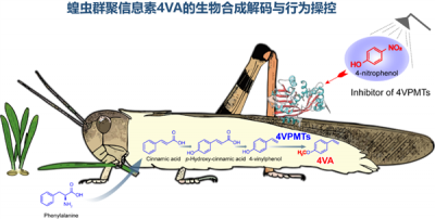 中科院破解蝗虫“交流暗号” 引诱聚集起来一网打尽-萌图百科