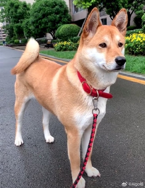 中华田园犬禁养 网友吵翻老祖宗严选为啥不让养：多部门回应了-萌图百科