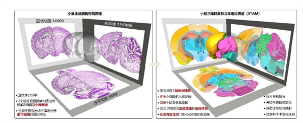 微米级“脑地图”来了！中国科学家突破脑科学研究关键技术