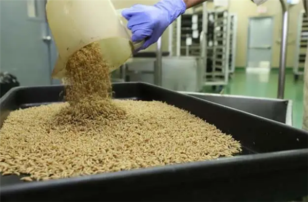 两周吃掉一头牛！美国为对抗致命寄生虫培育数十亿只苍蝇