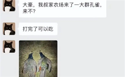 国外孔雀免费吃 新西兰农场来了一群孔雀 中国网红受邀前去狩猎-萌图百科