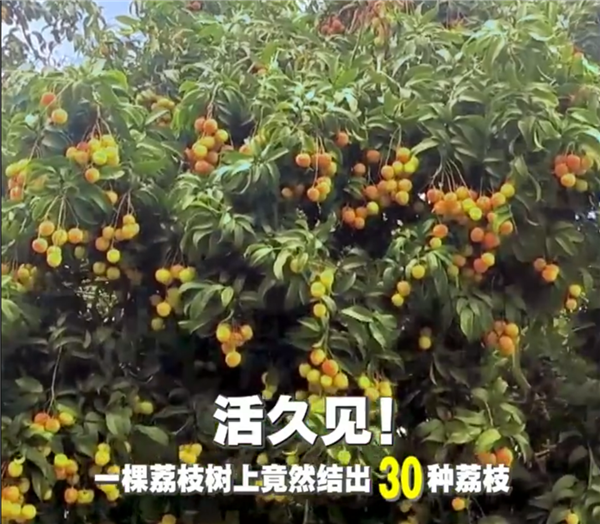 广西灵山惊现“百变荔枝王”！一棵荔枝树上竟然结出30种荔枝-萌图百科