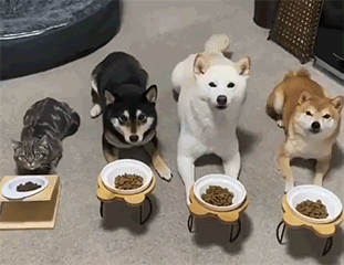 3DM轻松一刻第1497期 不可以瑟瑟呃还是跨物种？-萌图百科