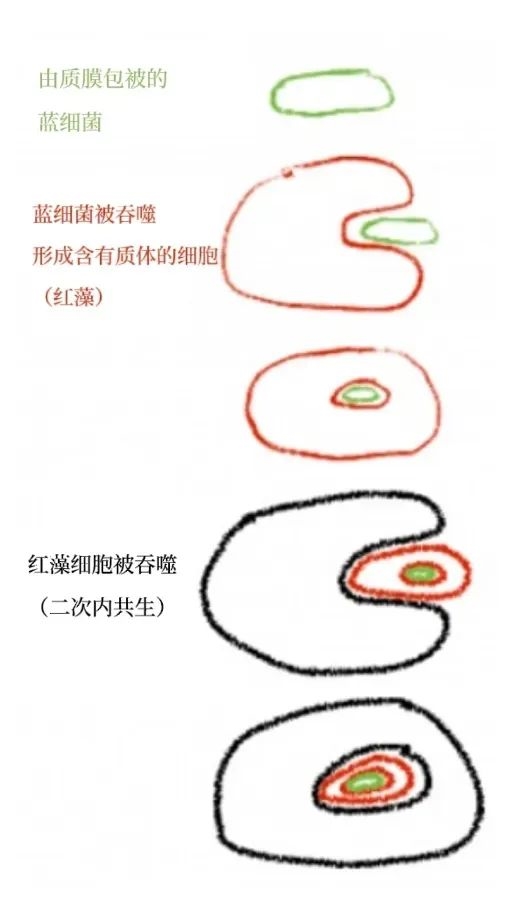 误会大了！海带竟然不是植物